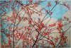 Art_2017_RedBuds_Canvas.jpg